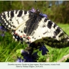 zerynthia caucasica female1 sochi1